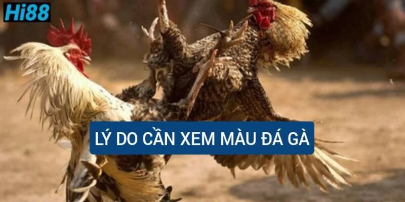 Màu đá gà tiền lớn - Bí kíp chọn đâu thắng đó cho kê thủ 1 ly-do-can-xem-mau-da-ga-tien-lon